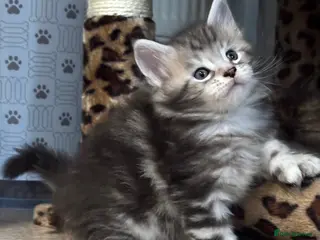 Maine Coon cats Stunning Maine coon polydactyl litter - Advert 12