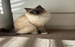 Ragdoll cats for sale: Male Ragdoll for sale - Image 3