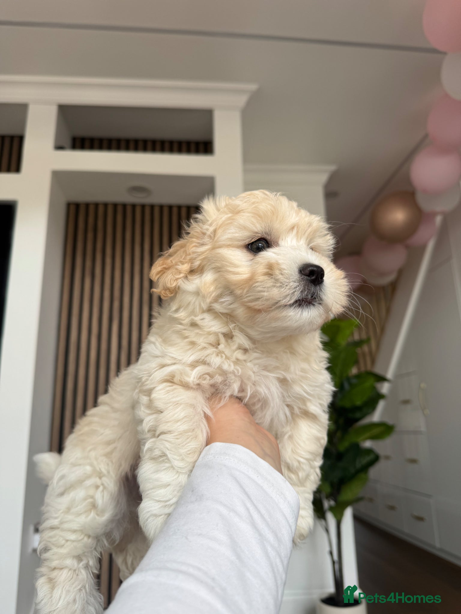 Bichon Frise dogs for sale: Two adorable boys are looking for a forever home🤎 in Bracknell - Advert 3