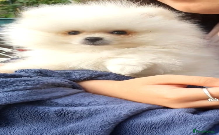 Pomeranian dogs - Advert 16