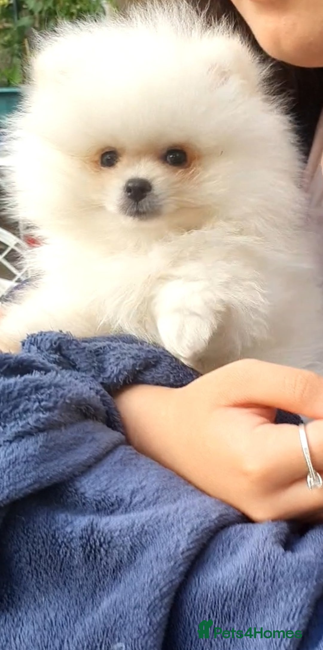 Pomeranian dogs for sale: Pomeranian puppies Ready Now. 1 white Male LEFT!! - Image 1