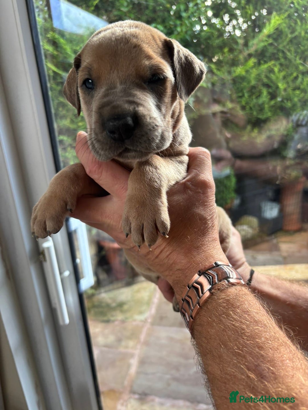 Great Dane dogs for sale: Champion Great Dane puppies for sale - Image 34