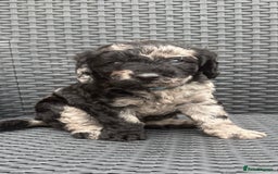 Labradoodle dogs for sale: F1b Miniature Labradoodles  - Image 7