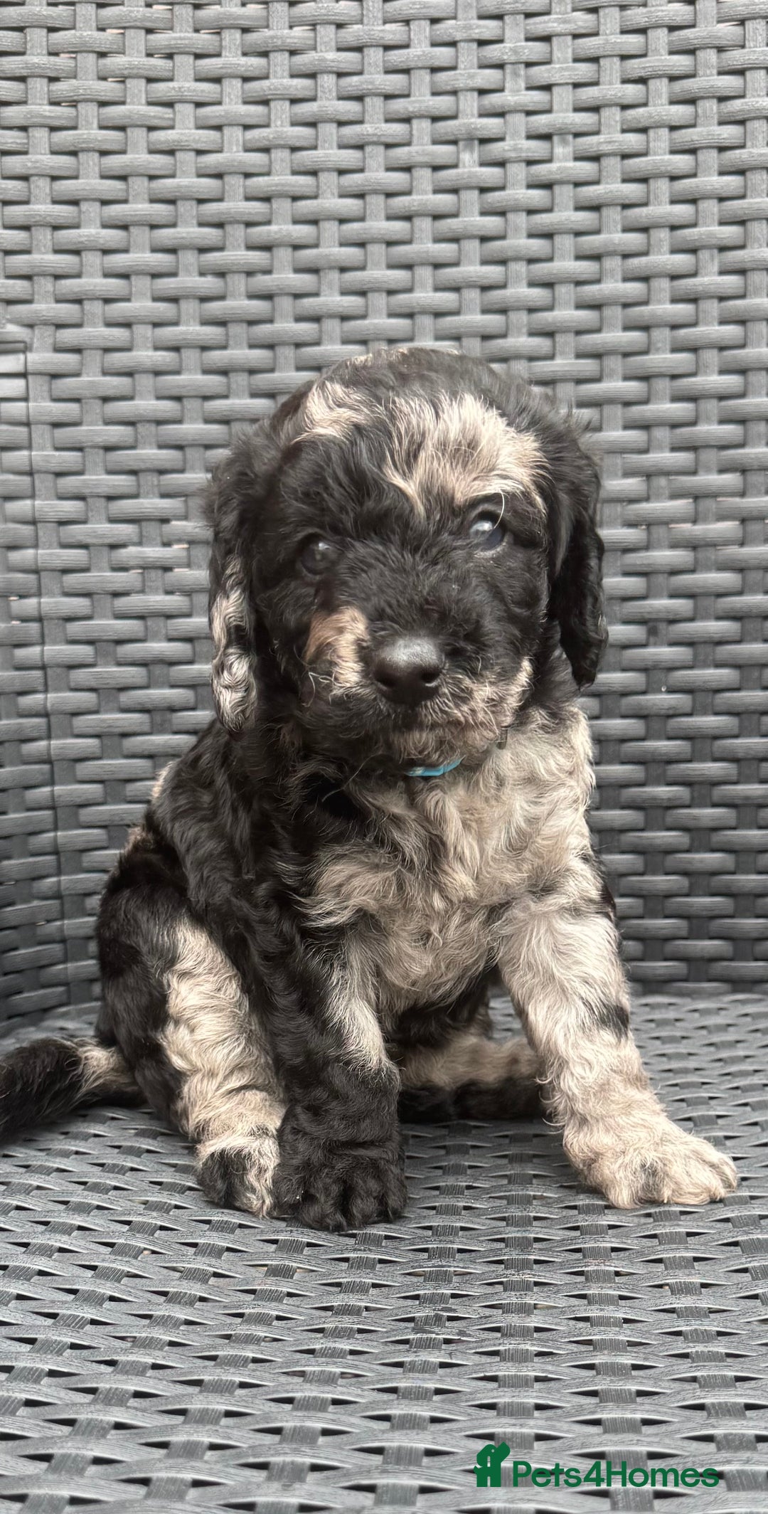 Labradoodle dogs for sale: F1b Miniature Labradoodles  - Image 7