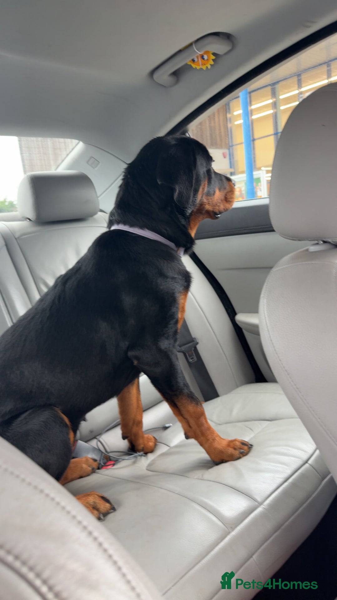 Rottweiler dogs for sale: 9 month old Rotty  - Advert 4