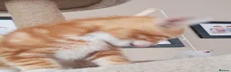 Mixed Breed cats for sale: Rare beautiful ginger tabby girl in Harlow - Advert 18