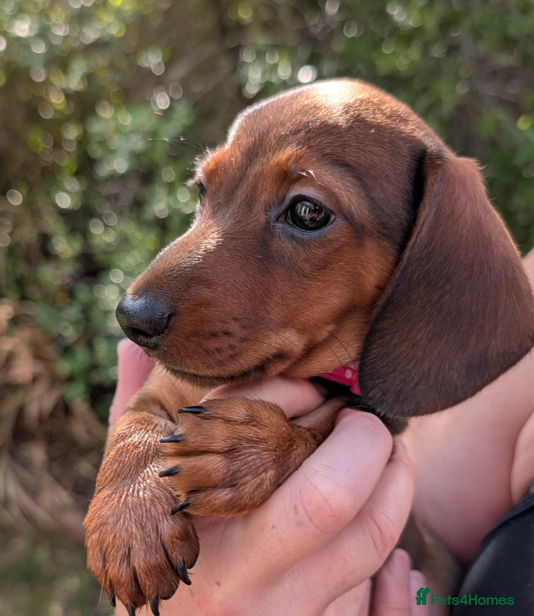 Miniature Dachshund dogs Miniature shadow Red Dachshund  - Advert 1