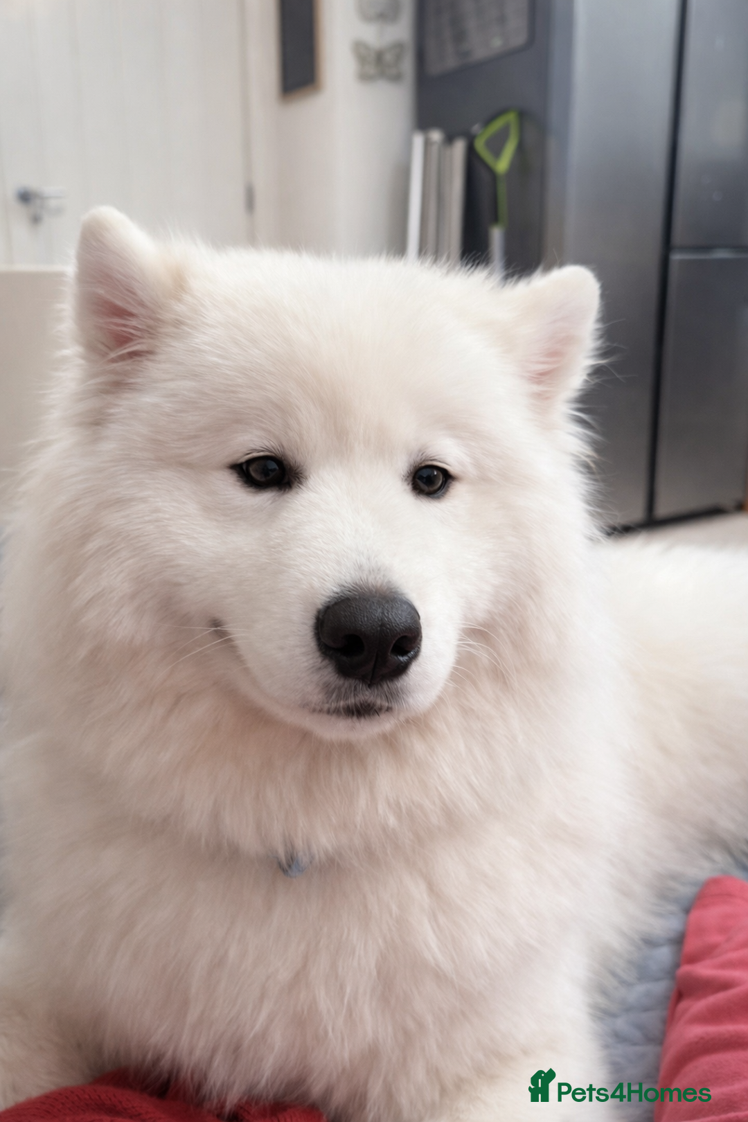 Samoyed dogs for sale: Beautiful Samoyed female  - Advert 3