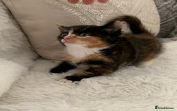 British Shorthair cats for sale: Ready now British short haired & bengal kittens x4 - Image 5