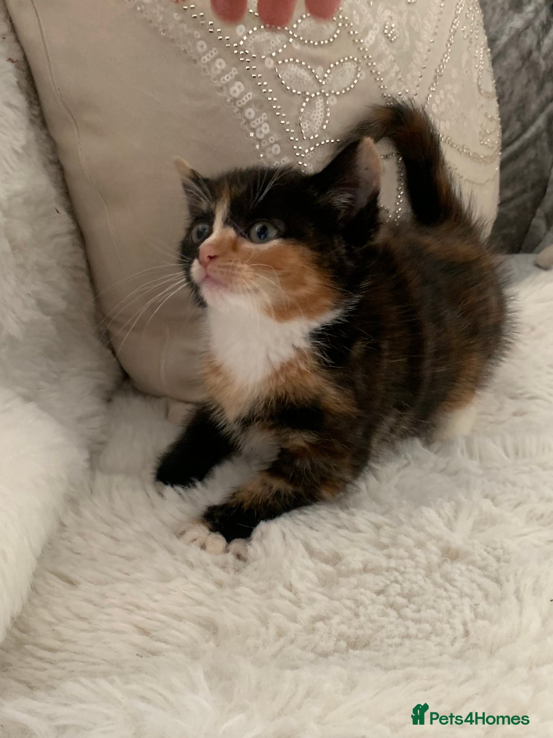 British Shorthair cats for sale: Ready now British short haired & bengal kittens x4 - Image 5