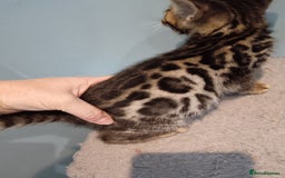 Bengal cats for sale: Tica RG F5 pure bengals - Image 12