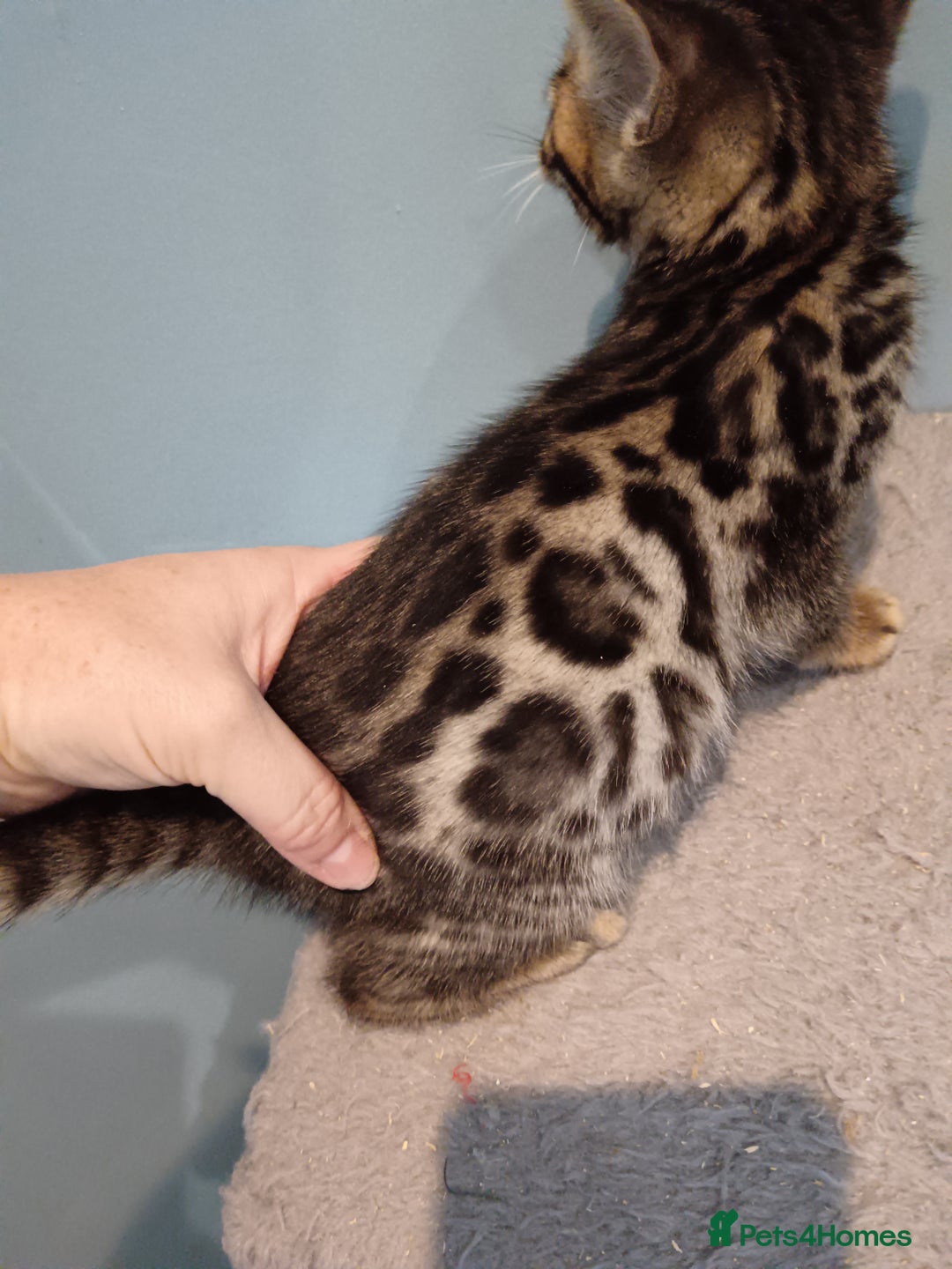 Bengal cats for sale: Tica RG F5 pure bengals - Image 12