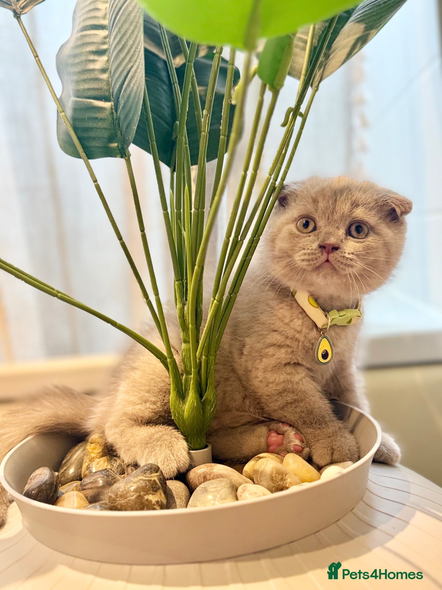 Scottish Fold cats Scottish fold - Advert 1