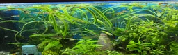 Platies fish for sale: Guppies for sale - Advert 2