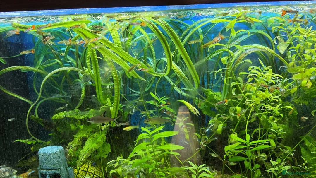 Platies fish for sale: Guppies for sale - Advert 2