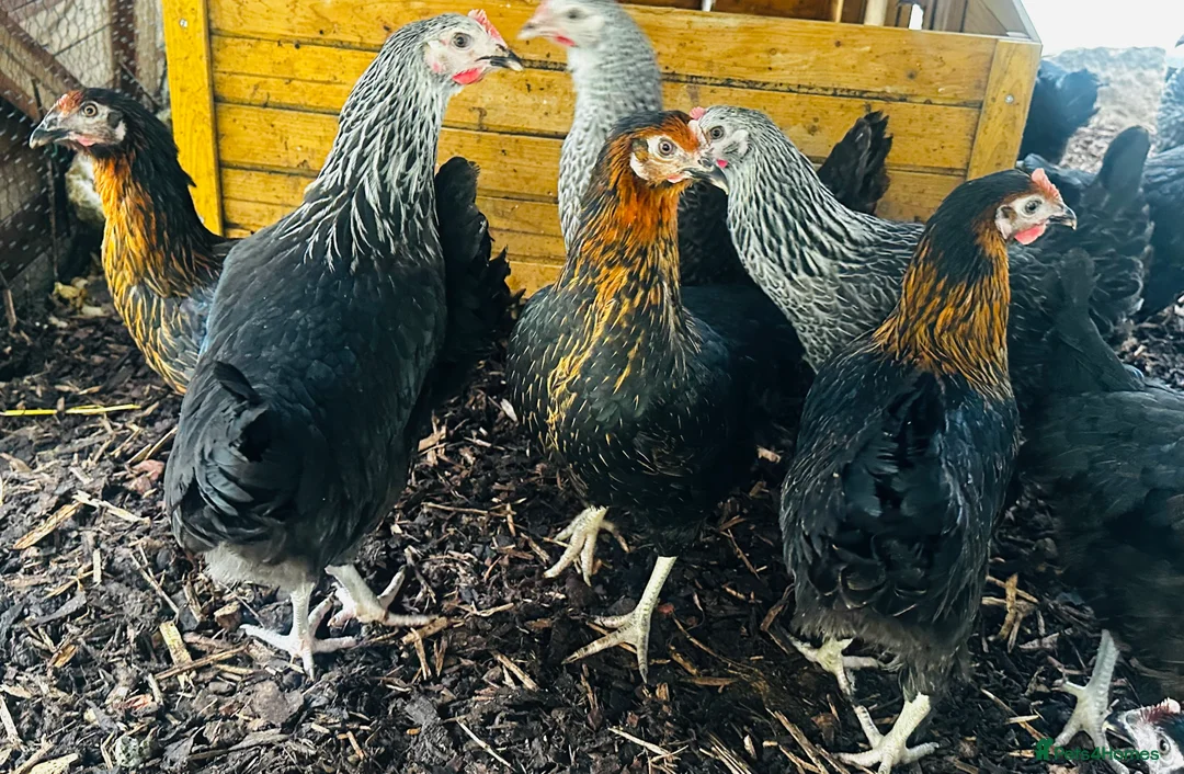 Chickens poultry for sale: Point of Lay Hens - VARIOUS BREEDS - Advert 1