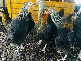 Chickens poultry for sale: Point of Lay Hens - VARIOUS BREEDS - Advert 1