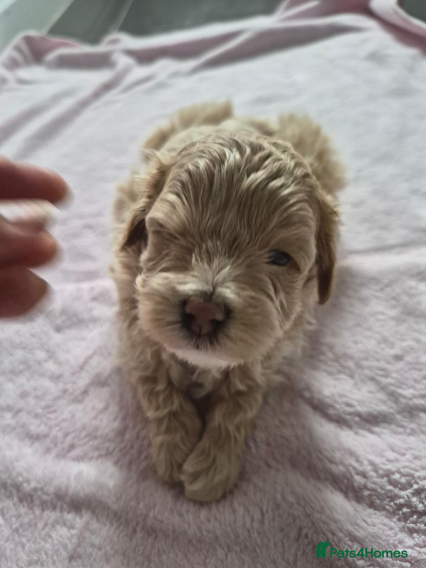 Maltipoo dogs Malitpoo 2 left  - Advert 2