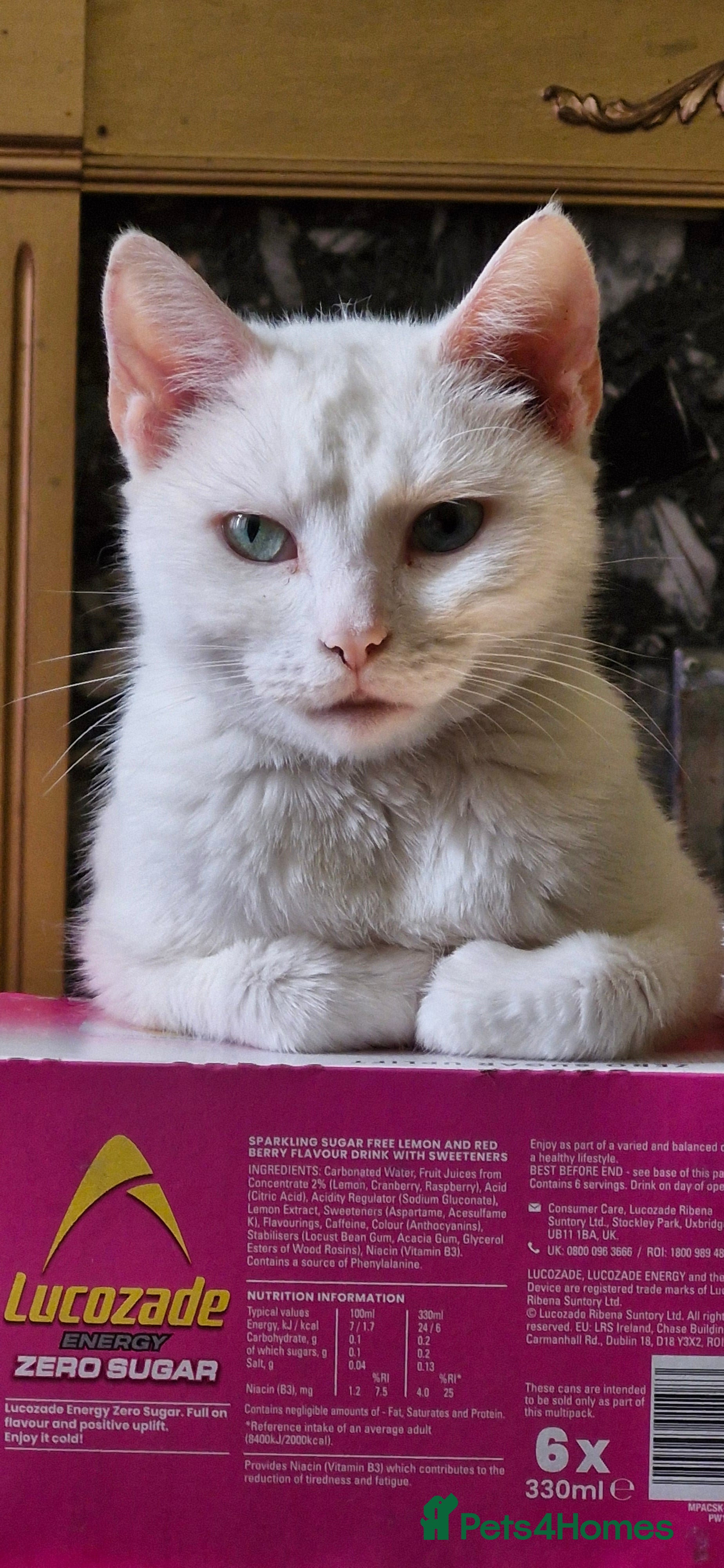 Mixed Breed cats Mother and Daughter pure white cats - Advert 1