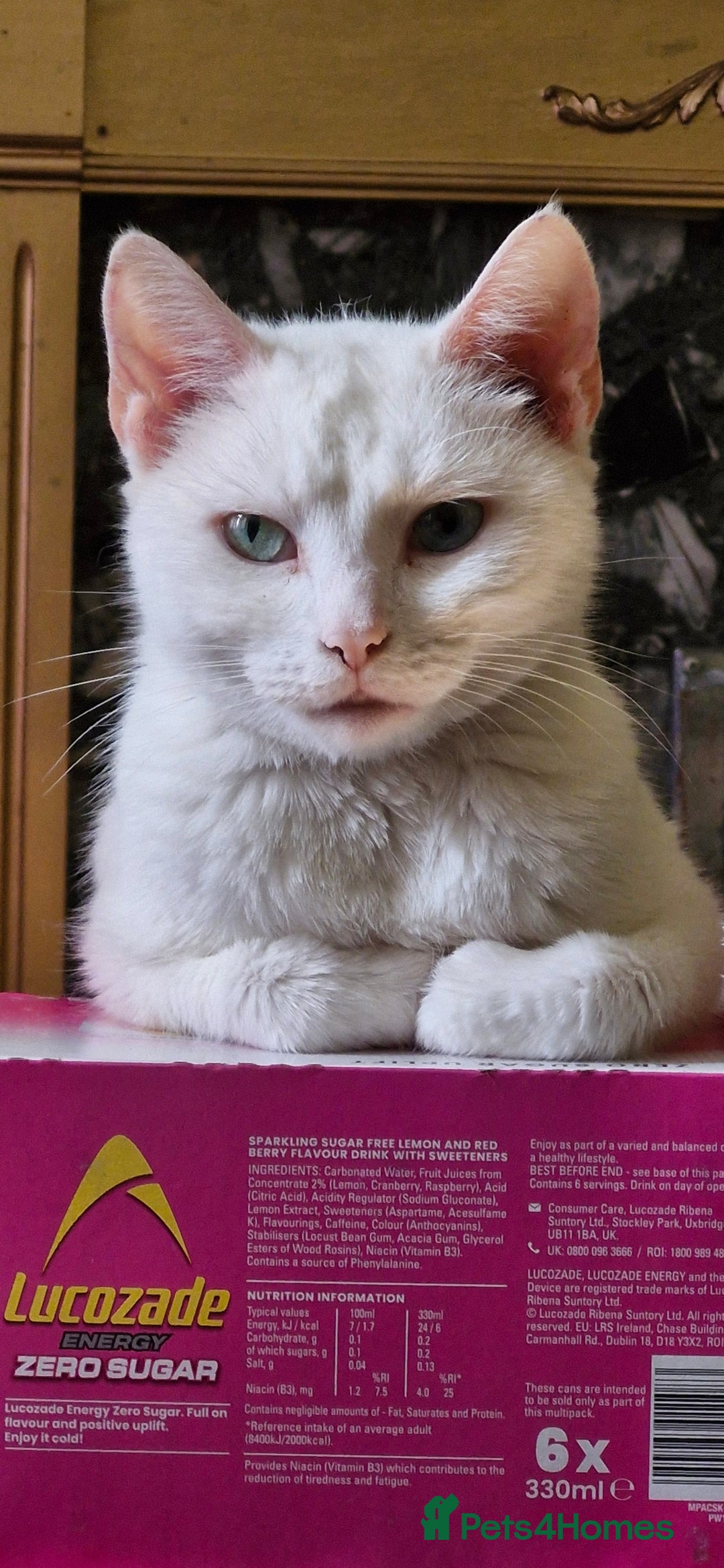 Mixed Breed cats for sale: Mother and Daughter pure white cats - Advert 1