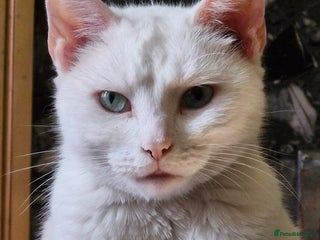 Mixed Breed cats Mother and Daughter pure white cats - Advert 1