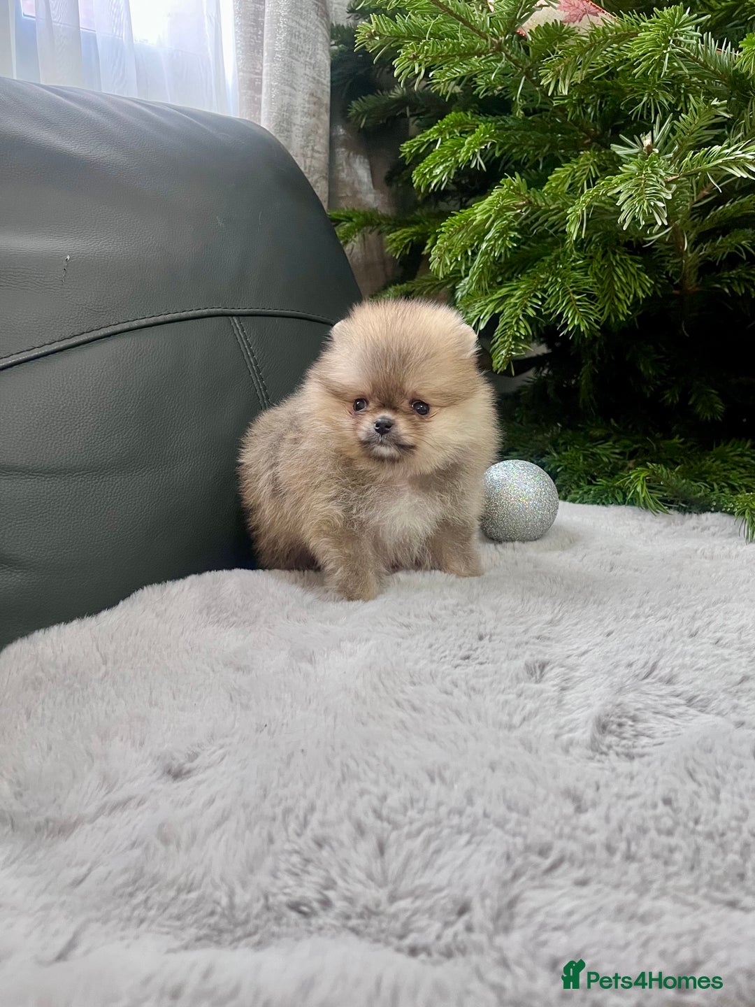 Pomeranian dogs for sale: 🔥Very Small 500gr.at 8weeks🐻Teddy Bear   - Advert 12