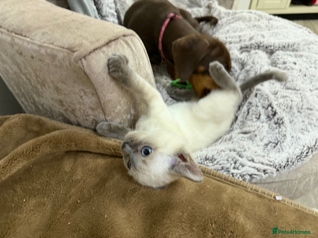 Ragdoll cats for sale: A very special little boy! - Advert 5