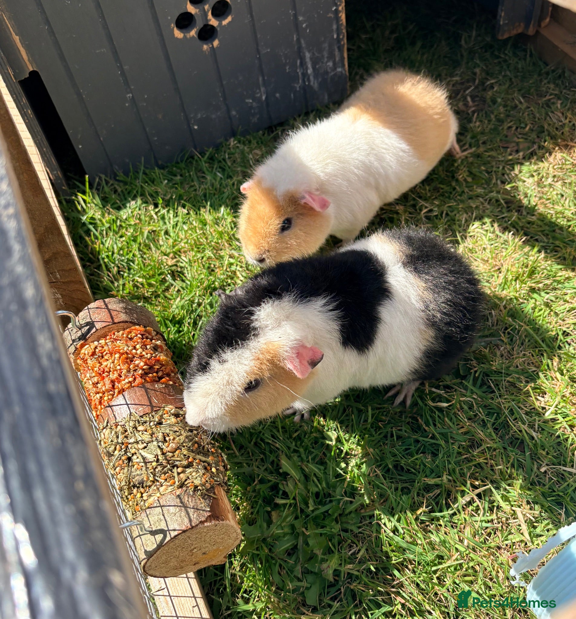 Guinea Pig rodents 6 month old female teddy guinea pigs  - Advert 1