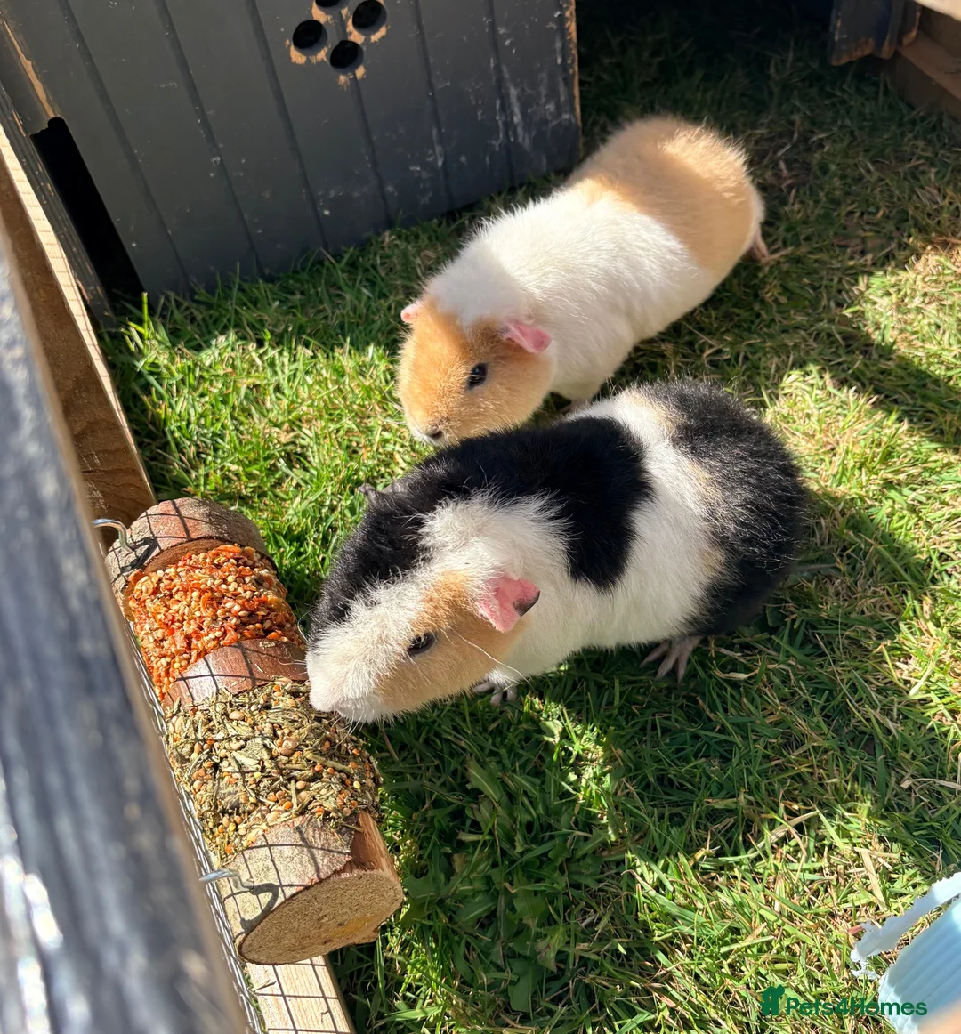 Guinea Pig rodents for sale: 6 month old female teddy guinea pigs  in Stowmarket - Advert 1