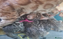 Bengal cats for sale: Ready now!🥰 ✨️3🐆Beautiful Full Bengal Kittens✨️ in Sutton - Image 17