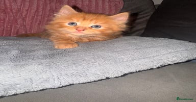 Mixed Breed cats - Advert 11