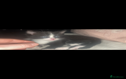 Domestic Shorthair cats for sale: Female kittens - Image 6