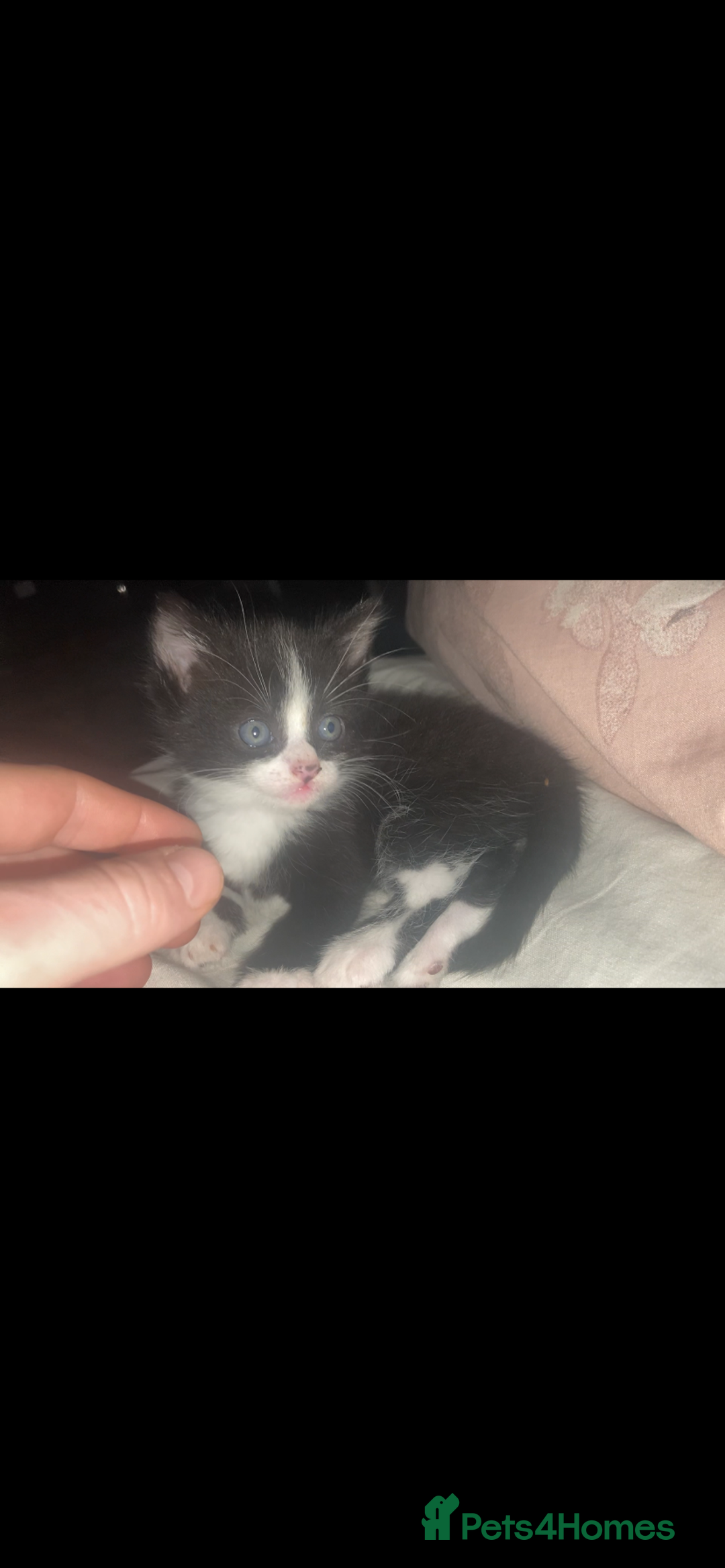 Domestic Shorthair cats for sale: Female kittens - Image 6