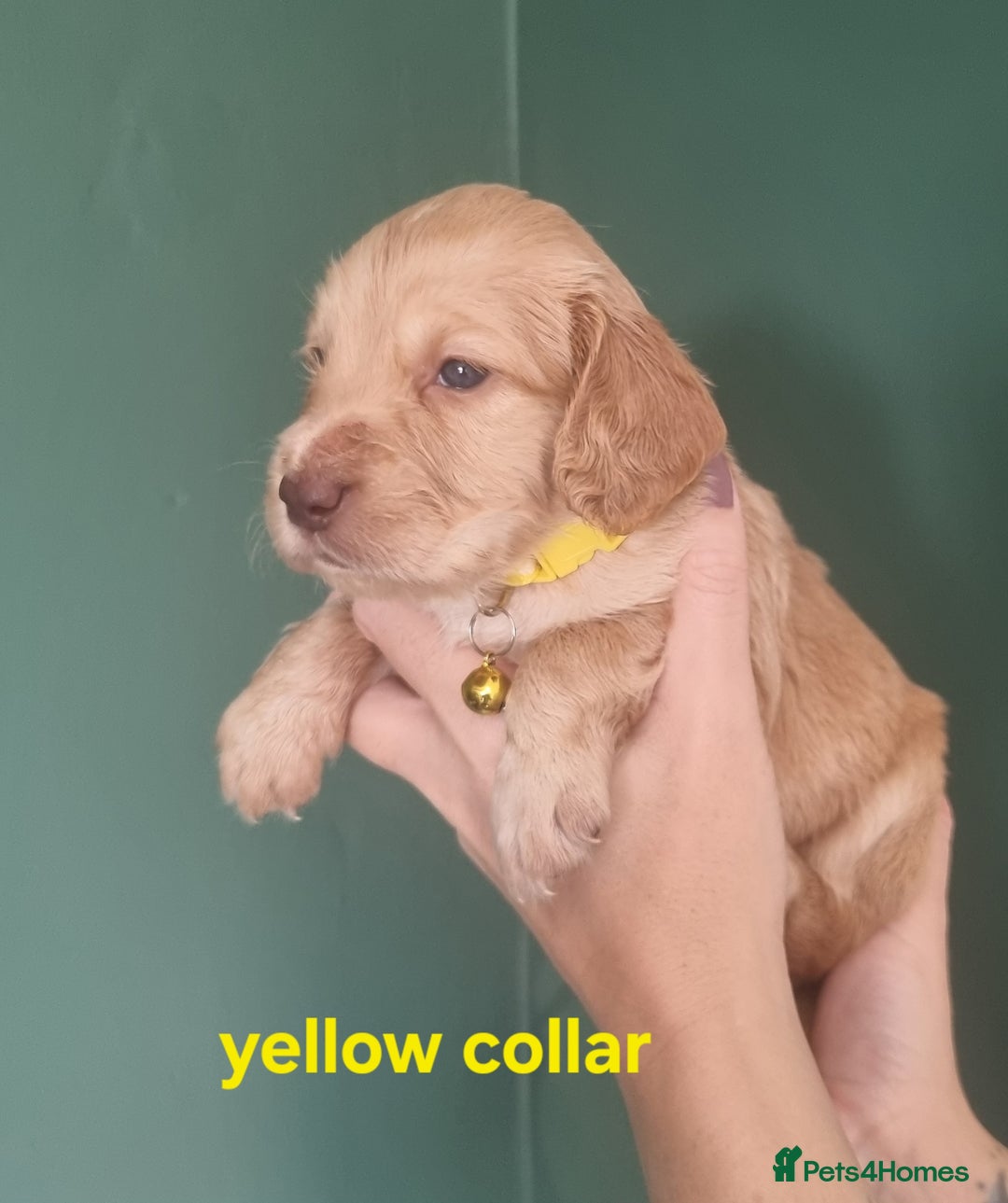 Cocker Spaniel dogs for sale: Beautiful cocker spaniel puppies - Image 31