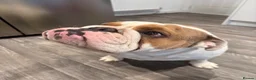English Bulldog dogs for stud: KC English Bulldog Stud - Advert 6
