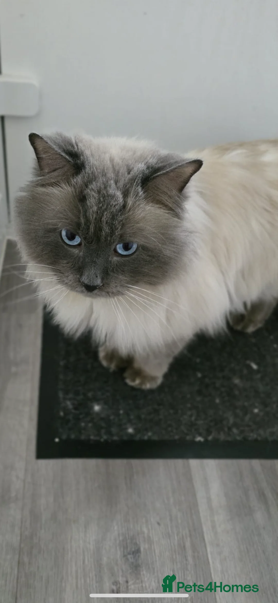 Ragdoll cats for stud: Champion bloodline active TICA&GCCF Ragdoll stud  in Pontypridd - Advert 7