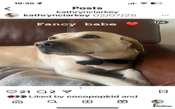 Labrador Retriever dogs for sale: Fox Red / yellow Labrador puppies for sale - Image 4