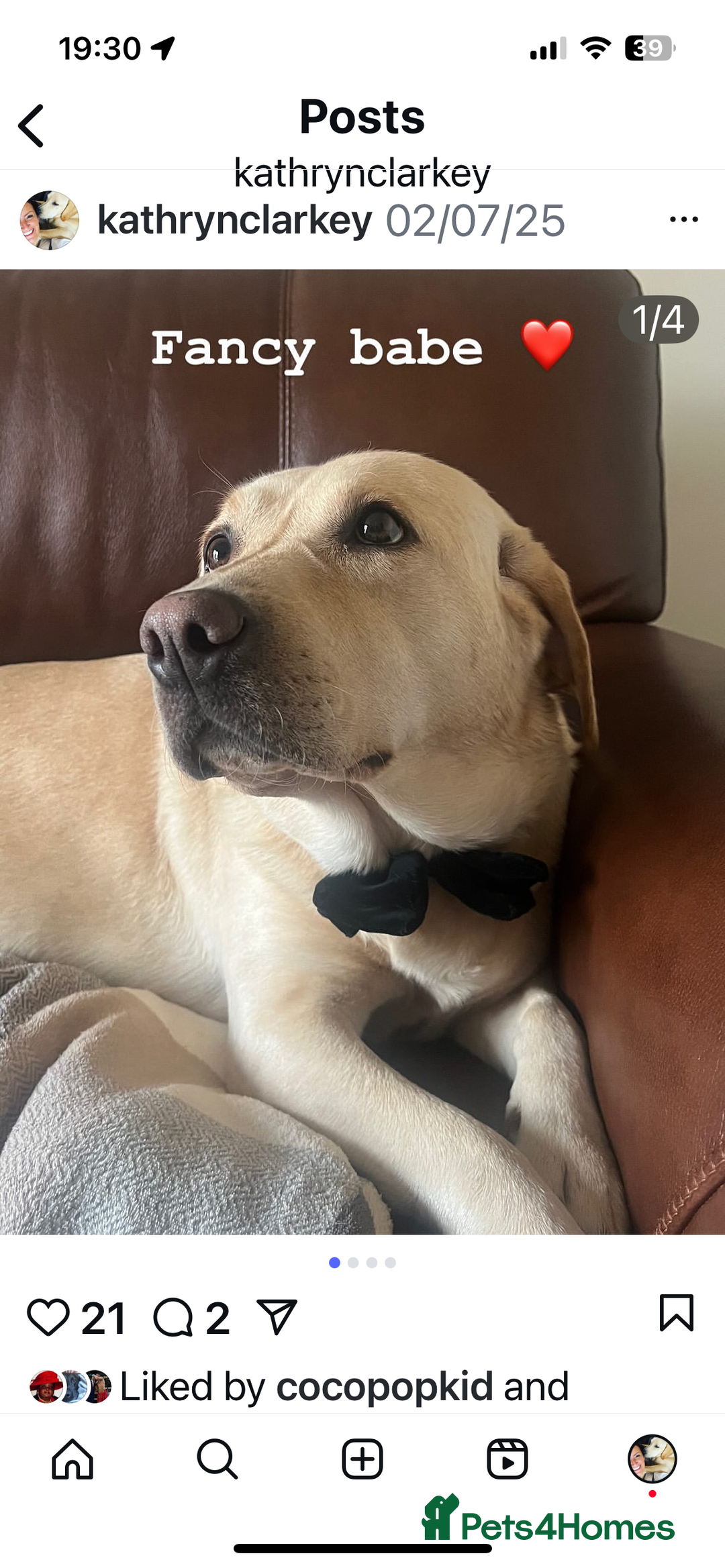 Labrador Retriever dogs for sale: Fox Red / yellow Labrador puppies for sale - Image 4