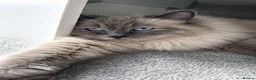 Siberian cats for sale: GCCF neva Champion bloodlines siberians - Advert 6