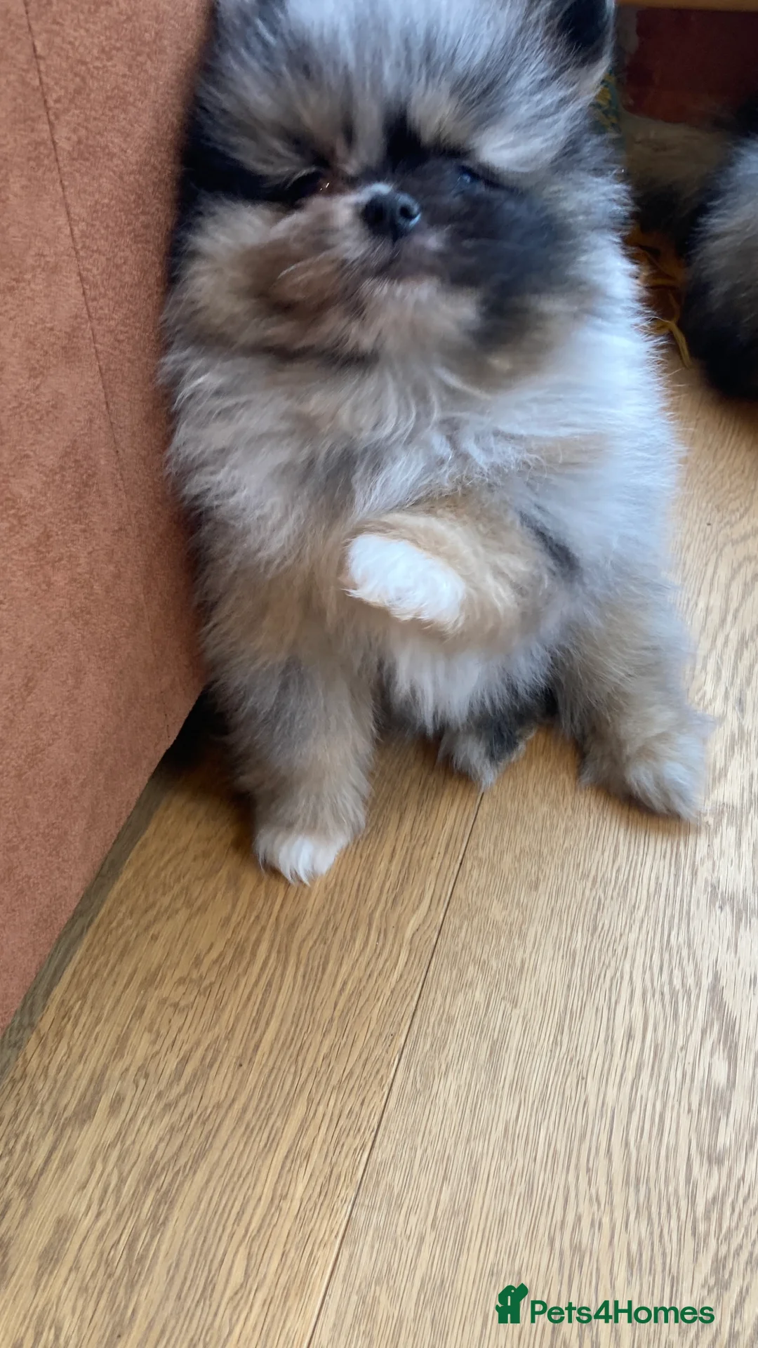 Pomeranian dogs for sale: Stunning litter of 6 Pomeranian Pups - Advert 8