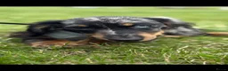 Miniature Dachshund dogs for stud: Bruno  in Bolton - Advert 5