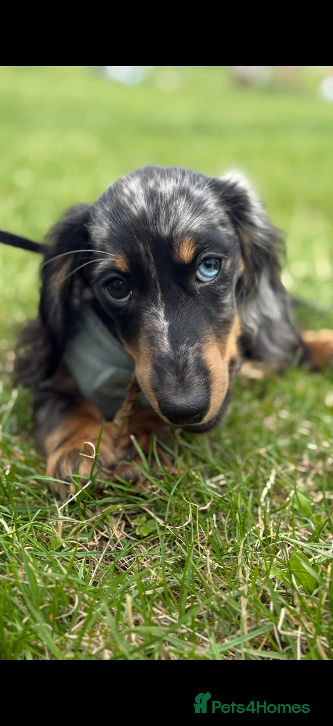 Miniature Dachshund dogs for stud: Bruno  in Bolton - Advert 5