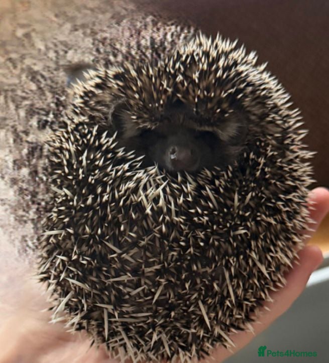 Pygmy Hedgehog rodents 3 pigmy hedgehogs  - Advert 2