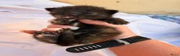 Mixed Breed cats for sale: Tabby/bengal kittens  - Advert 17