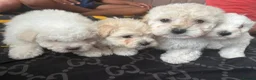 Mixed Breed dogs for sale: Adorable Bichon Frise Puppies for Sale  - Advert 1