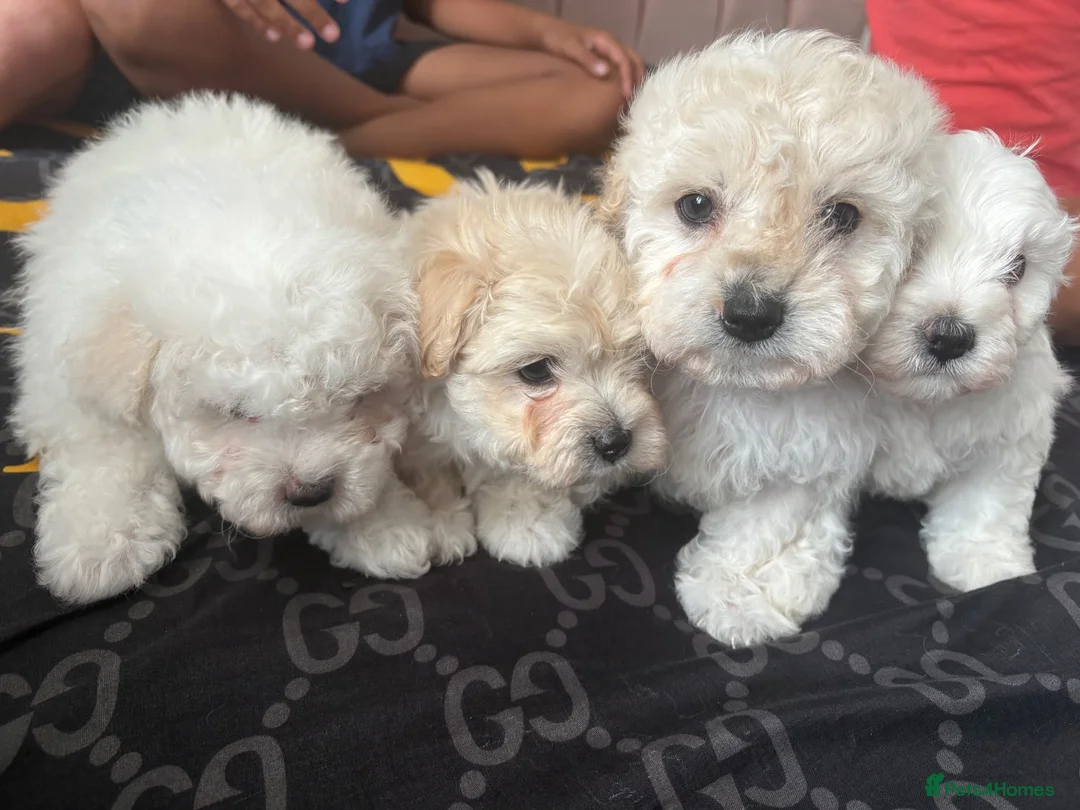 Mixed Breed dogs for sale: Adorable Bichon Frise Puppies for Sale  - Advert 1