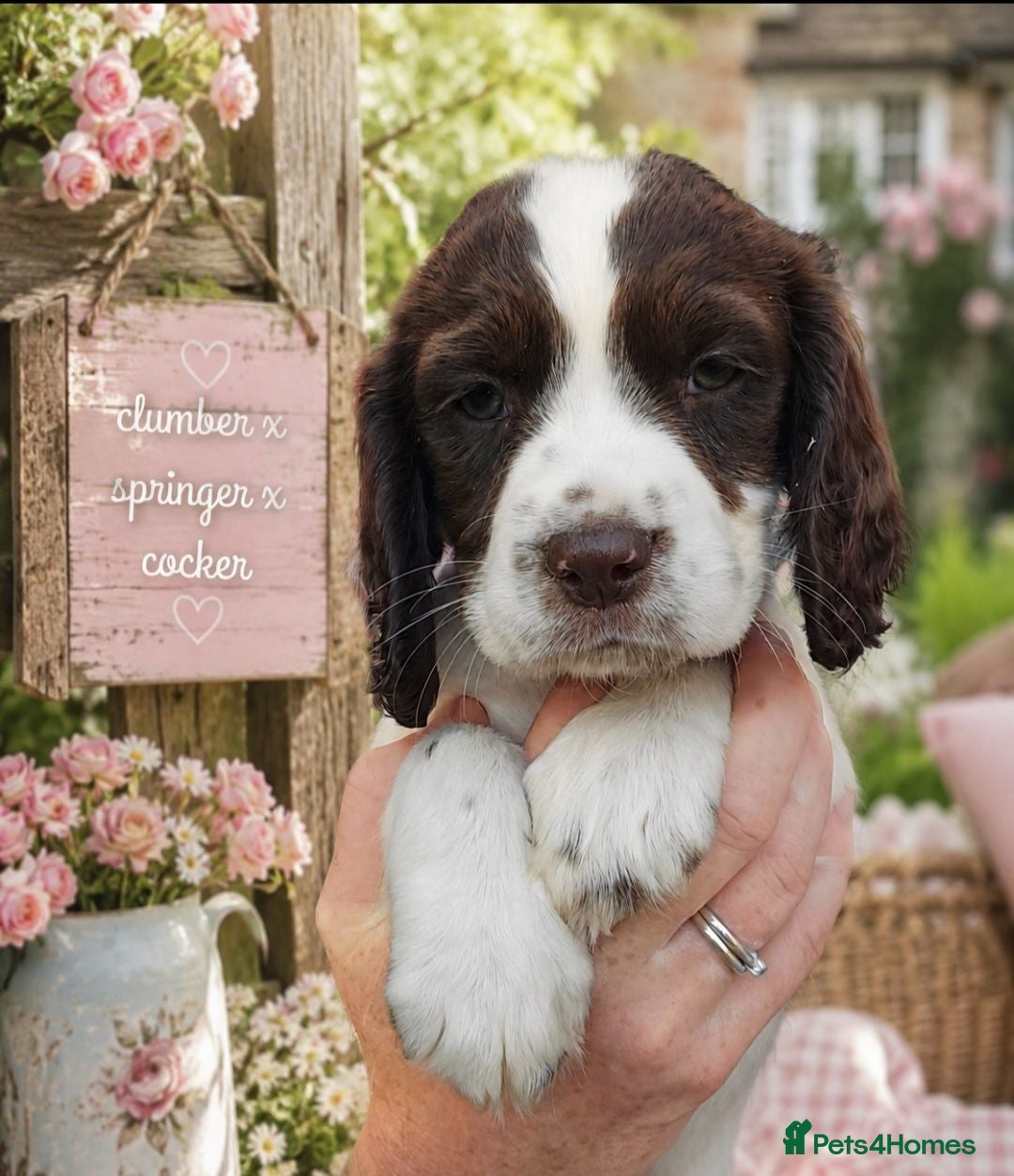Mixed Breed dogs *Therapy bred* Clumber cocker springer cross  - Advert 13