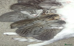 British Shorthair cats for sale: 2 female 4 male kittens  - Image 1