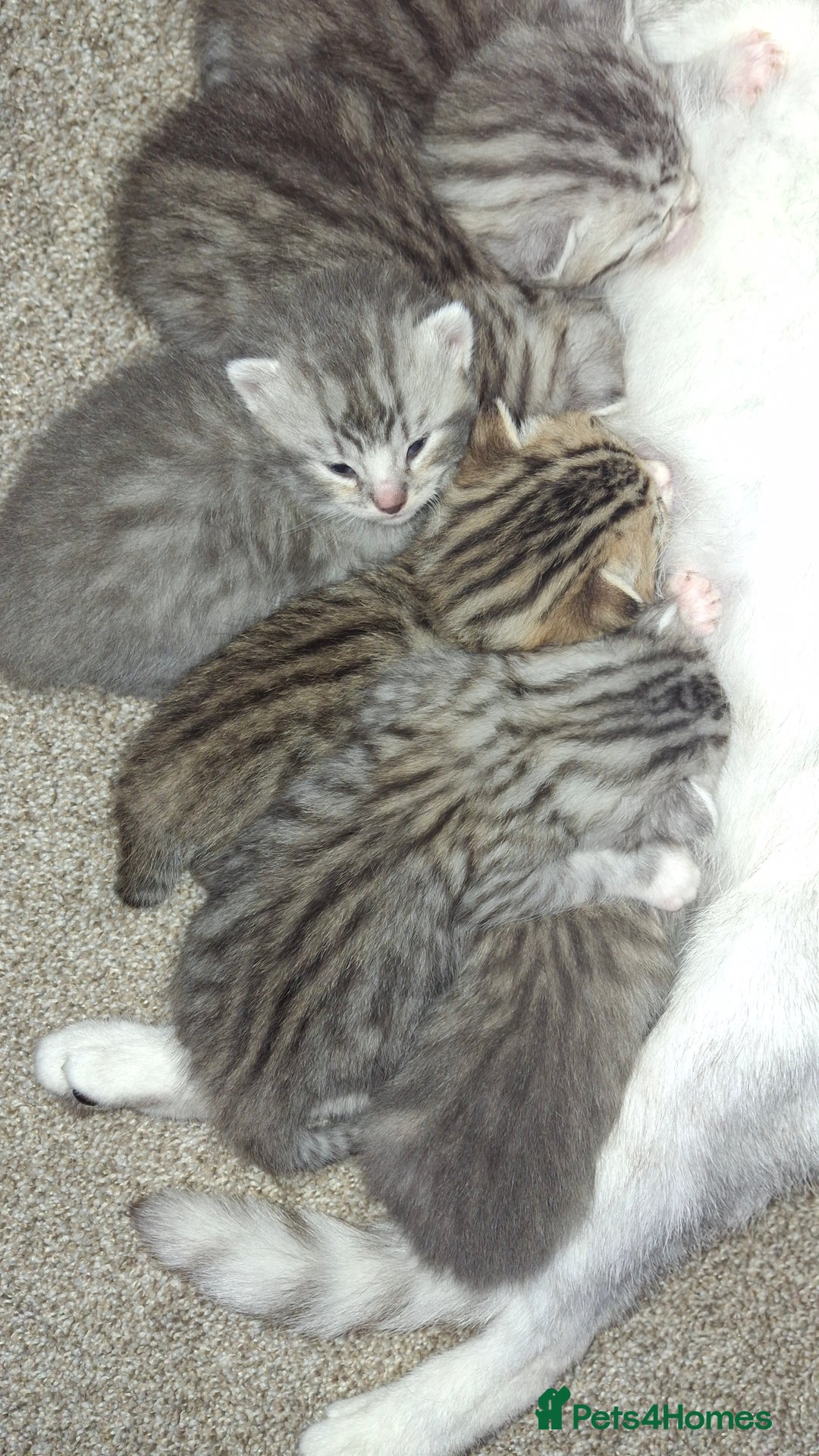 British Shorthair cats for sale: 2 female 4 male kittens  - Image 1