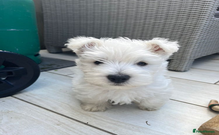 West Highland Terrier dogs - Advert 3
